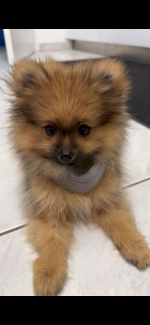 Pomeranian sucht ein Neues Zuhause - Gratisinserat.ch