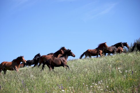 Ab Sofort einen Platz frei für Altersweide oder Pensionär - Gratisinserat.ch