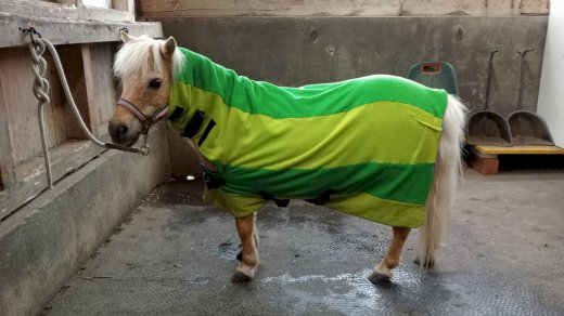Pferde und Pony Decken  - Gratisinserat.ch