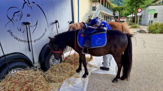 Pony Shety Wallach - Gratisinserat.ch