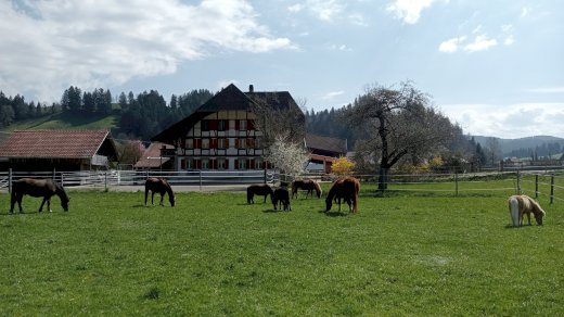 2 Zimmer  - Gratisinserat.ch