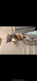 Zwerg Kaninchen  - Gratisinserat.ch