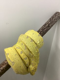 Baumpython - Gratisinserat.ch