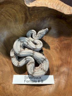 Bolivianische Kurzschwanzboas - Gratisinserat.ch