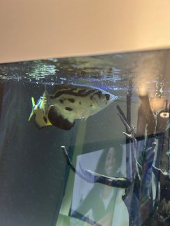 Schützenfisch - Gratisinserat.ch