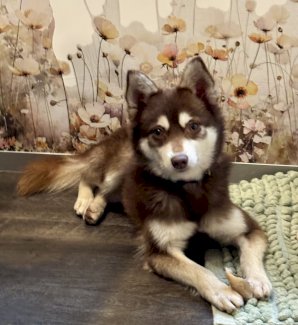Alaskan Klee Kai, Mini Husky Rüde in schoko - Gratisinserat.ch