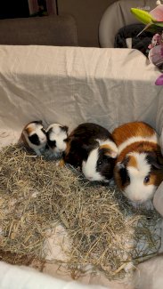 2 süsse männliche Meerschweinli  - Gratisinserat.ch