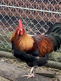 Maran Hahn  - Gratisinserat.ch