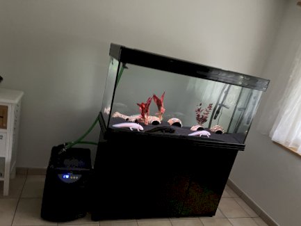 Axolotl Zuchtgruppe - Gratisinserat.ch