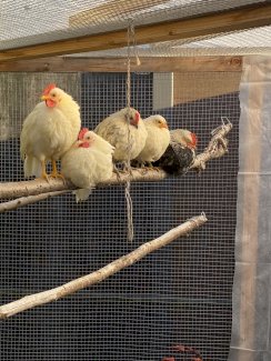 Serama Hähne - Gratisinserat.ch