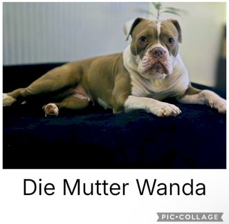 Old englische Bulldogge Welpen  - Gratisinserat.ch