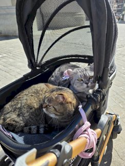 Hunde Katzen wagen - Gratisinserat.ch