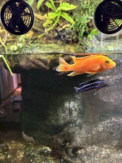 Malawi Buntbarsche suchen neues Zuhause