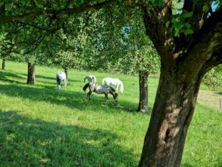 Ferienvertretung gesucht für Pferdebetreuung (4 Pferde)