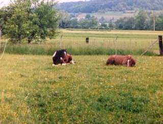 Altersweide mit Offenstall