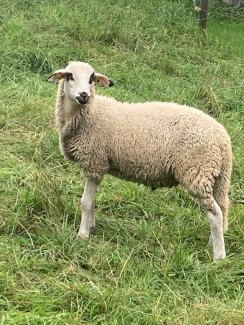 Spiegelschaf Widder - Gratisinserat.ch