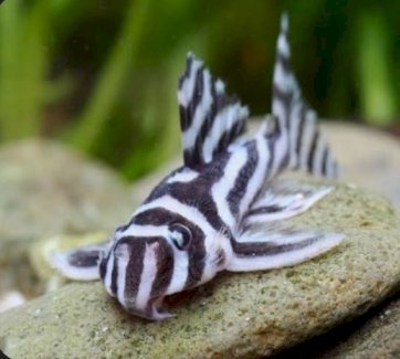 💖Zebra-Harnischwels L46💖