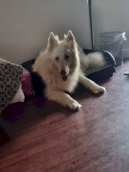 9 Jähriger Schweizer Schäferhund