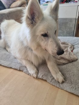 9 Jähriger Schweizer Schäferhund