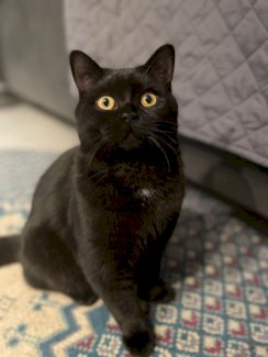 Deckkater BKH / BSH - Gratisinserat.ch