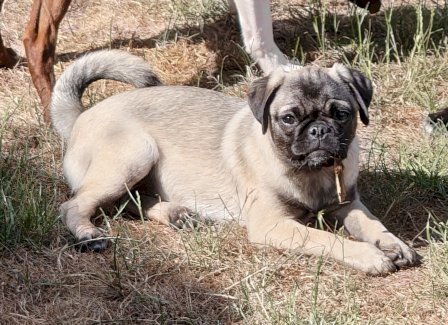Retro-Mops 