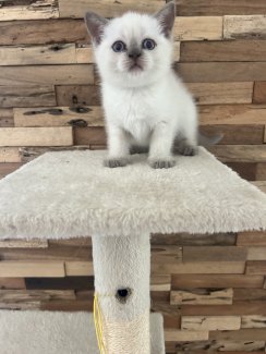 Liebevolle BKH-Kitten suchen ein Zuhause