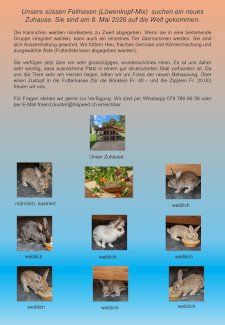 Süsse kleine Fellnasen suchen ein Zuhause