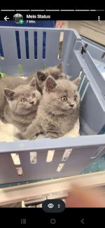 BKH Kitten 3 Jungs grau 18.05.26, entwurmt & 1. Impfung - Gratisinserat.ch