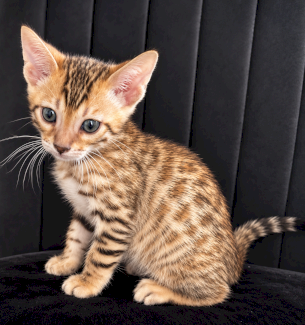 Bengalkitten 1 Kitten sucht noch ein Zuhause - Gratisinserat.ch