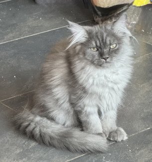 Schöne reinrassige Perser Kitten mit Nase / Perser x BLH Kitten - Gratisinserat.ch