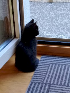 Katzenbabys - Gratisinserat.ch