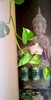   Klassische -Lomi Lomi Massage zum entspannen und Loslassen  - Gratisinserat.ch