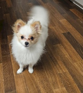 Deutsche spitz welpen suchen neus zuhause  - Gratisinserat.ch