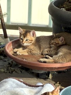 Brithisch x Bengal Mixkater - Gratisinserat.ch