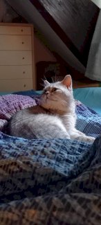 Deckkater Britisch Kurzhaar Aris, silver-tabby (nicht zum verkaufen)