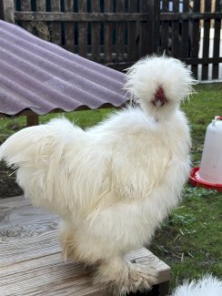 Seidenhuhn Hahn Nackthals - Gratisinserat.ch