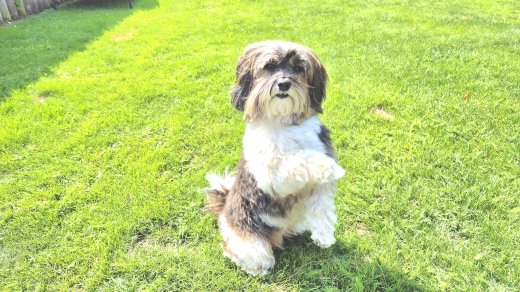 Jung-,Klein-, Familienhundekurse